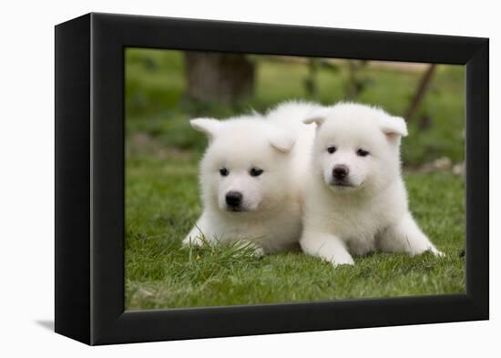 Akita Inu Puppies in Garden-null-Framed Premier Image Canvas