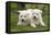 Akita Inu Puppies in Garden-null-Framed Premier Image Canvas