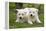 Akita Inu Puppies in Garden-null-Framed Premier Image Canvas