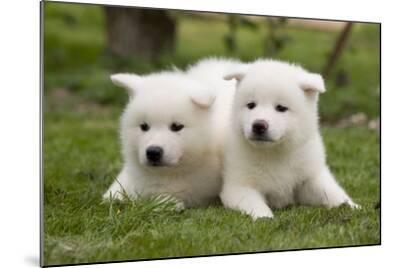Dog Breed Samoyed Dog Kijiji Samoyed Dog Siberian Husky Siberian