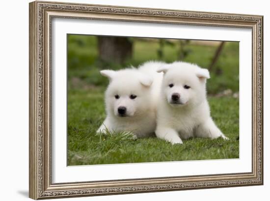 Akita Inu Puppies in Garden-null-Framed Photographic Print