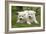 Akita Inu Puppies in Garden-null-Framed Photographic Print