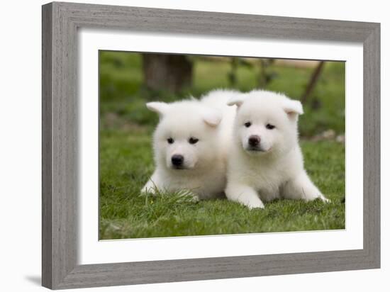 Akita Inu Puppies in Garden-null-Framed Photographic Print