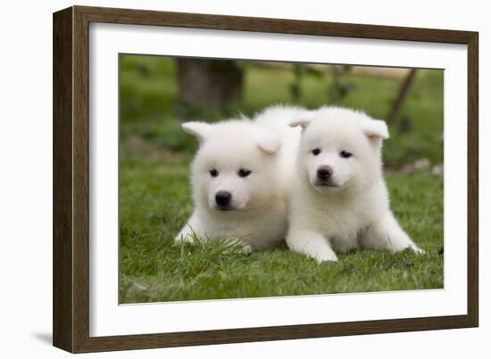 Akita Inu Puppies in Garden-null-Framed Photographic Print