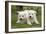 Akita Inu Puppies in Garden-null-Framed Photographic Print