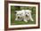 Akita Inu Puppies in Garden-null-Framed Photographic Print