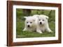 Akita Inu Puppies in Garden-null-Framed Photographic Print