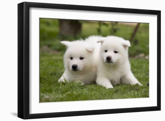 Akita Inu Puppies in Garden-null-Framed Photographic Print