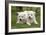 Akita Inu Puppies in Garden-null-Framed Photographic Print