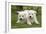 Akita Inu Puppies in Garden-null-Framed Photographic Print