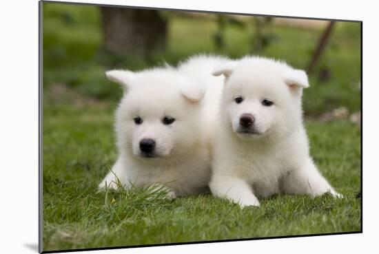 Akita Inu Puppies in Garden-null-Mounted Photographic Print