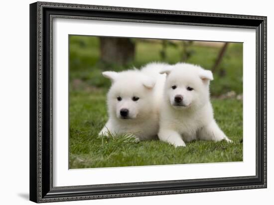 Akita Inu Puppies in Garden-null-Framed Photographic Print