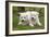 Akita Inu Puppies in Garden-null-Framed Photographic Print