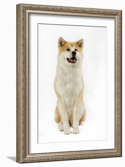 Akita Inu-null-Framed Photographic Print