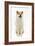 Akita Inu-null-Framed Photographic Print