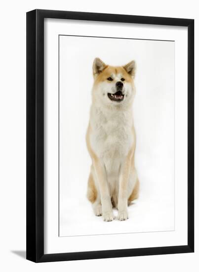 Akita Inu-null-Framed Photographic Print