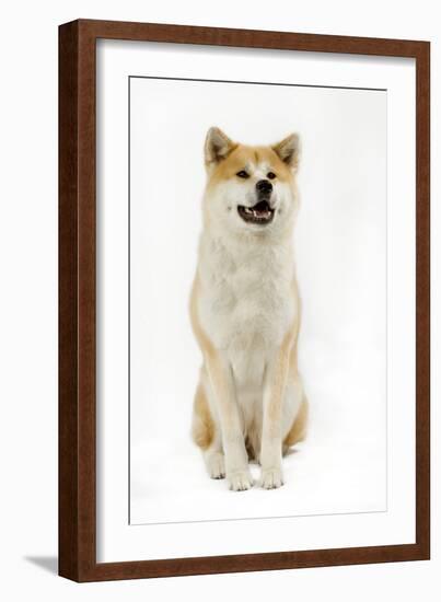 Akita Inu-null-Framed Photographic Print