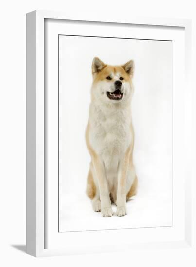 Akita Inu-null-Framed Photographic Print