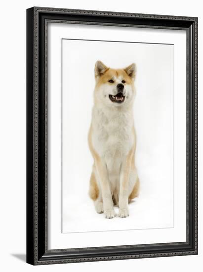 Akita Inu-null-Framed Photographic Print