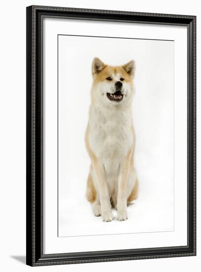 Akita Inu-null-Framed Photographic Print