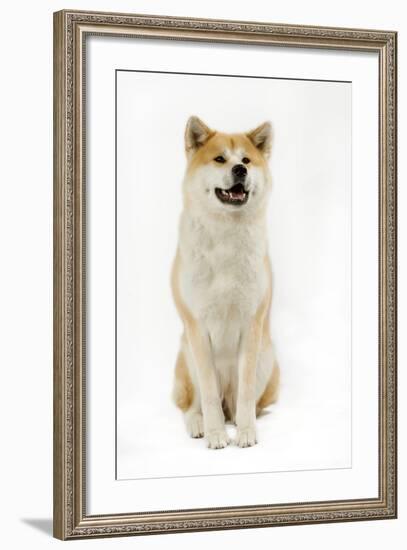 Akita Inu-null-Framed Photographic Print