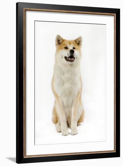 Akita Inu-null-Framed Photographic Print