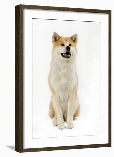 Akita Inu-null-Framed Photographic Print