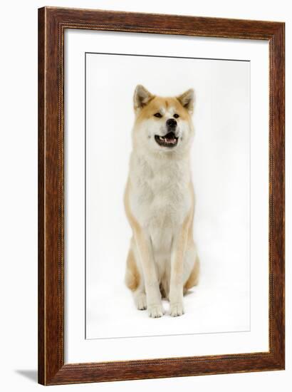 Akita Inu-null-Framed Photographic Print