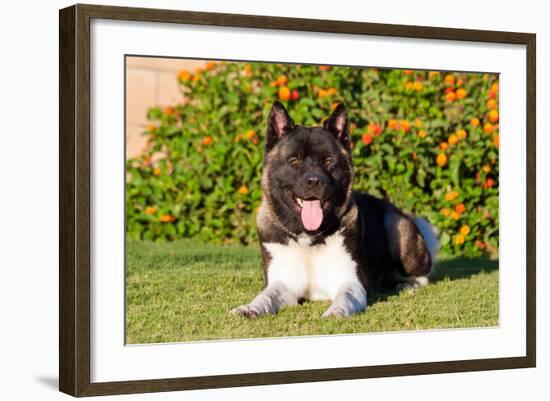 Akita Looking at You-Zandria Muench Beraldo-Framed Photographic Print