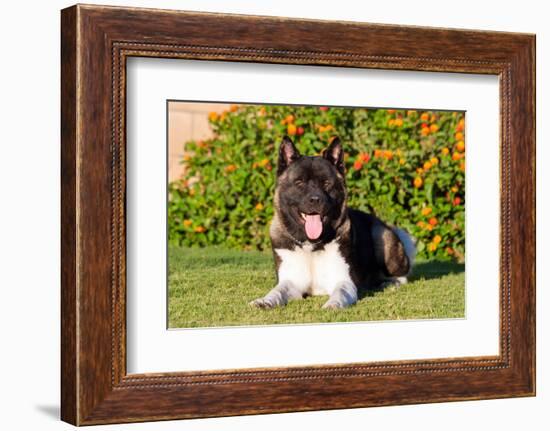 Akita Looking at You-Zandria Muench Beraldo-Framed Photographic Print