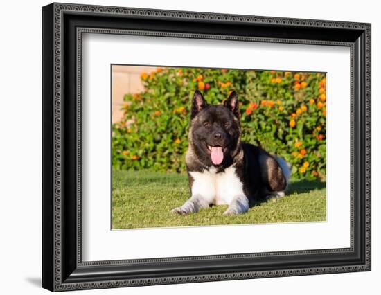 Akita Looking at You-Zandria Muench Beraldo-Framed Photographic Print