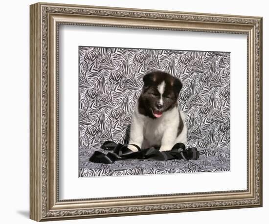 Akita Puppy Sitting in Black and White-Zandria Muench Beraldo-Framed Photographic Print