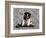 Akita Puppy Sitting in Black and White-Zandria Muench Beraldo-Framed Photographic Print