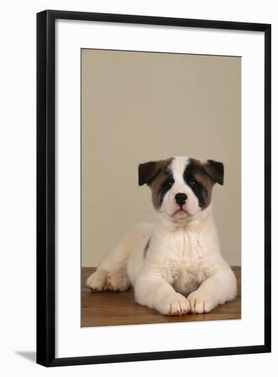 Akita Puppy Sitting on Floor-DLILLC-Framed Photographic Print