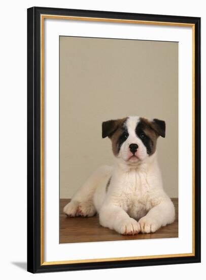 Akita Puppy Sitting on Floor-DLILLC-Framed Photographic Print