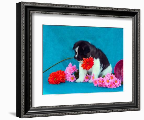 Akita Puppy with Flowers-Zandria Muench Beraldo-Framed Photographic Print