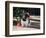 Akita Sitting Next to a Rose-Zandria Muench Beraldo-Framed Photographic Print