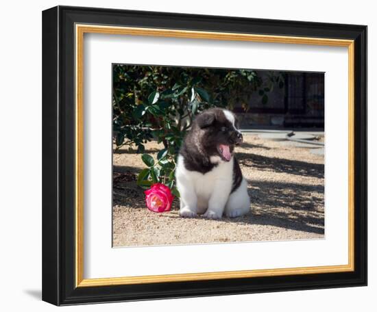 Akita Sitting Next to a Rose-Zandria Muench Beraldo-Framed Photographic Print