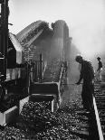 Rear View of Black Hog, with Overweight, White Hog, at Department of Agriculture Experiment Station-Al Fenn-Photographic Print