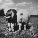 Rear View of Black Hog, with Overweight, White Hog, at Department of Agriculture Experiment Station-Al Fenn-Photographic Print