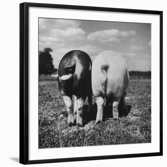 Photographic Print, , large