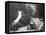 Al Guinness in a Sunbeam, Isle of Man Tt Race, 1914-null-Framed Premier Image Canvas