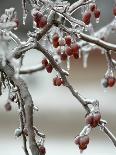 A Fruit Tree is Covered in Ice Monday, January 15, 2007-Al Maglio-Framed Photographic Print