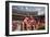 Alabama Football Scrimmage-Carol Highsmith-Framed Art Print