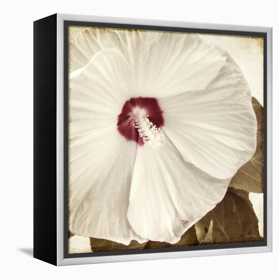 Alabaster Hibiscus-Mindy Sommers-Framed Premier Image Canvas