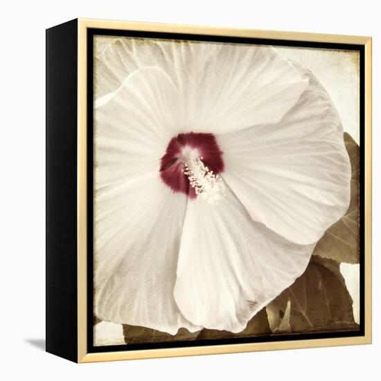 Alabaster Hibiscus-Mindy Sommers-Framed Premier Image Canvas