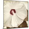 Alabaster Hibiscus-Mindy Sommers-Mounted Giclee Print