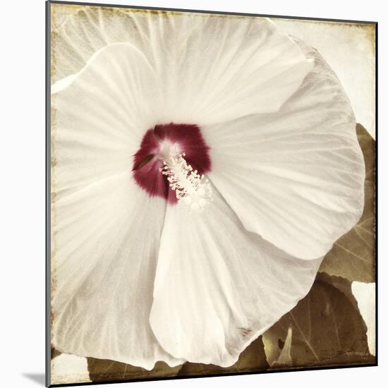 Alabaster Hibiscus-Mindy Sommers-Mounted Giclee Print