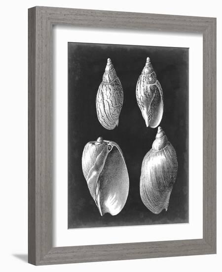 Alabaster Shells III-Vision Studio-Framed Art Print
