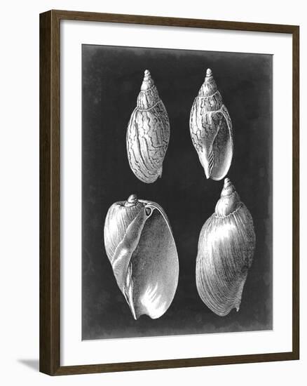 Alabaster Shells III-Vision Studio-Framed Art Print